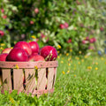 Mahogany Apple Fragrance Oil