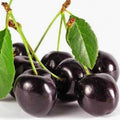 Black Cherry Fragrance Oil