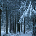 Iced Vanilla Woods Fragrance Oil