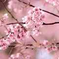 Japanese Cherry Blossom (Type) Fragrance Oil