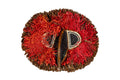 Madagascar Red Owl Mask