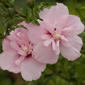 Pink Chiffon Fragrance Oil