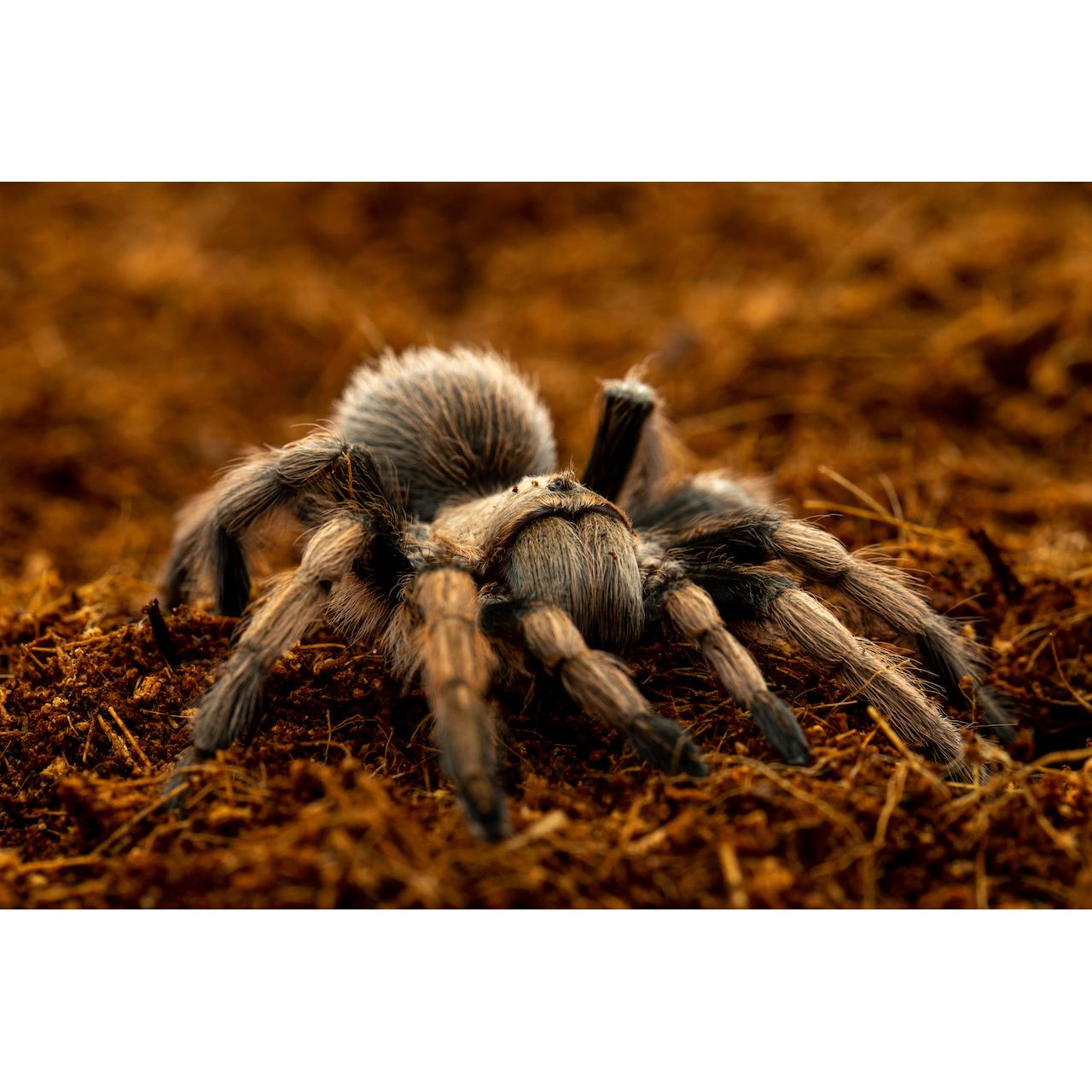 ReptiEarth Breeder Blocks and Bundles