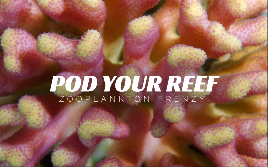 Zooplankton Frenzy
