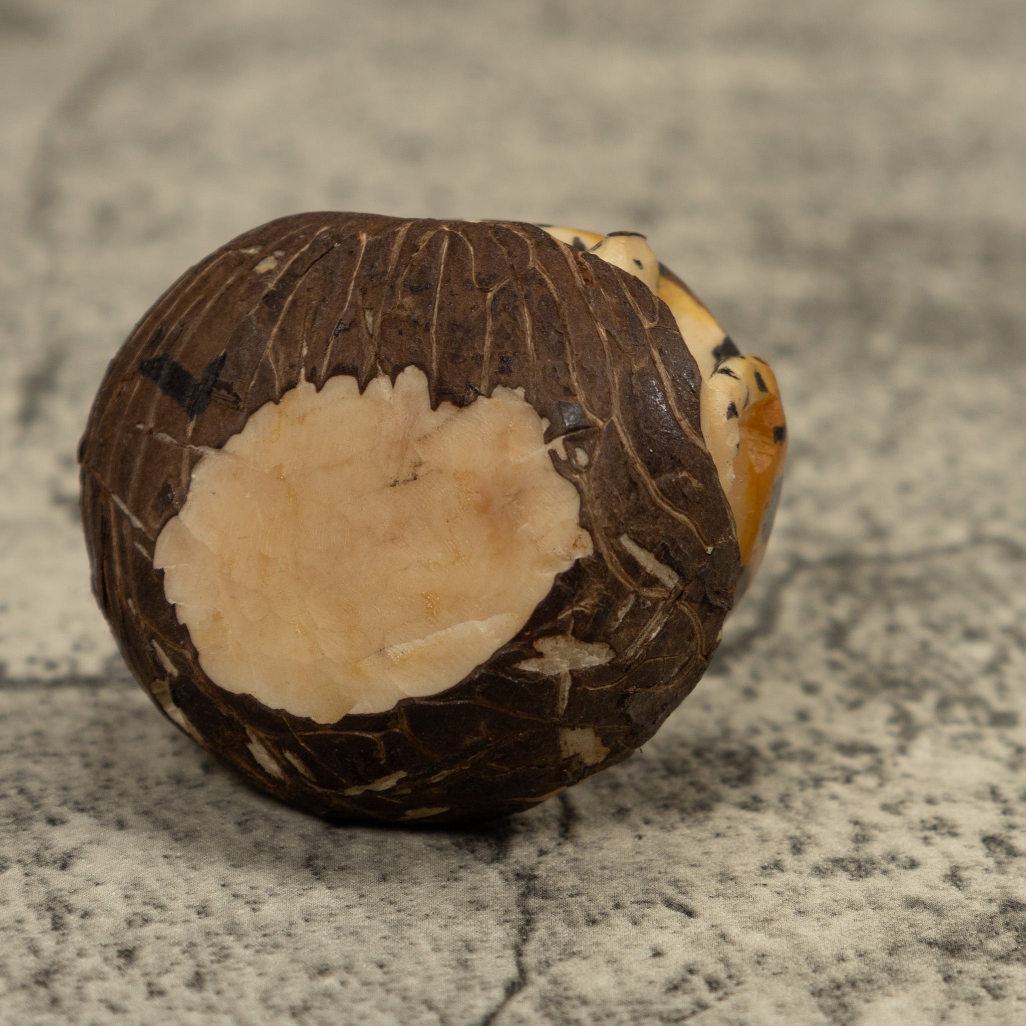 Jaguar Cat Tagua Carving