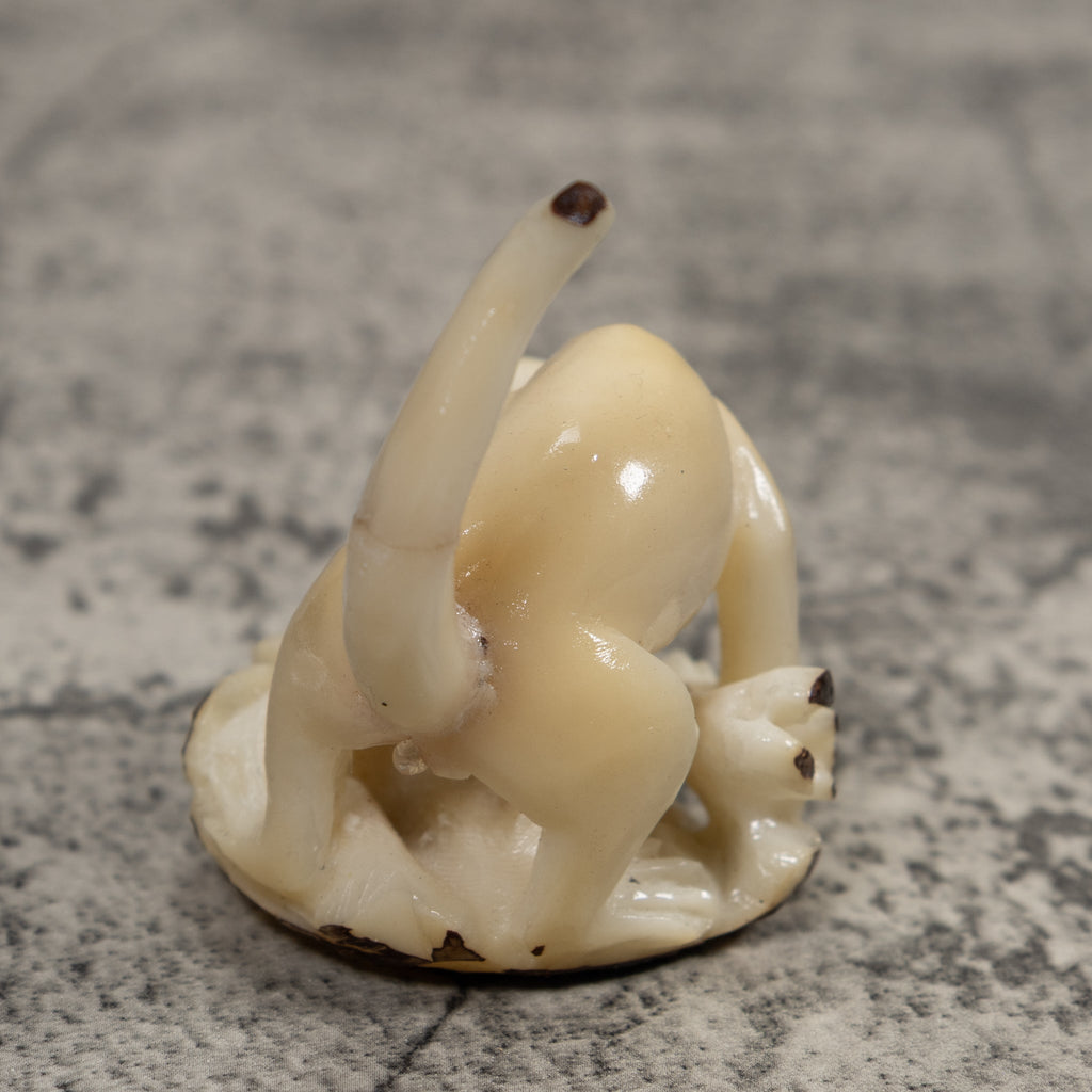 White Natural Coatimundi Eating Yucca Tagua Carving