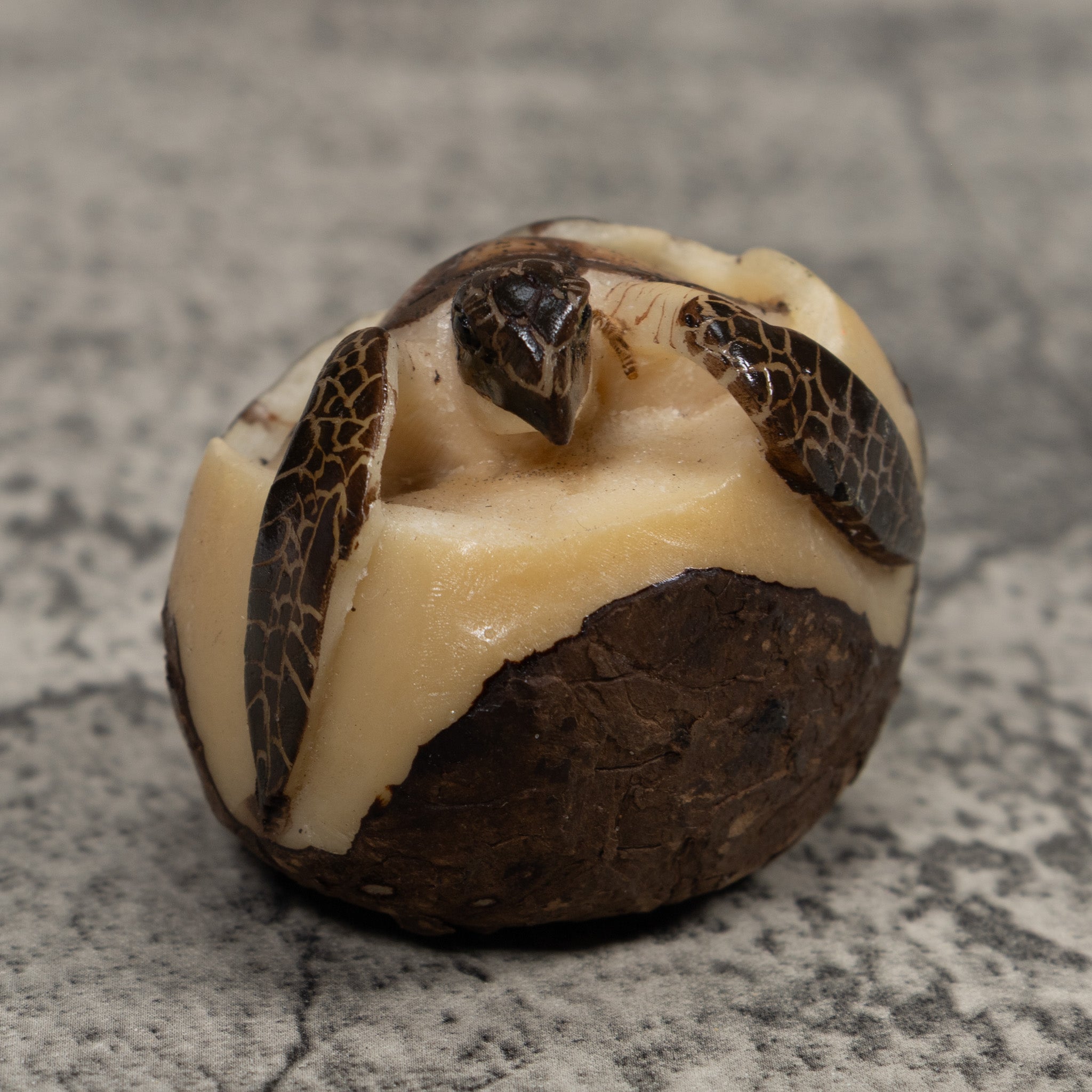 Sea Turtle Emerging From Egg Tagua Carving