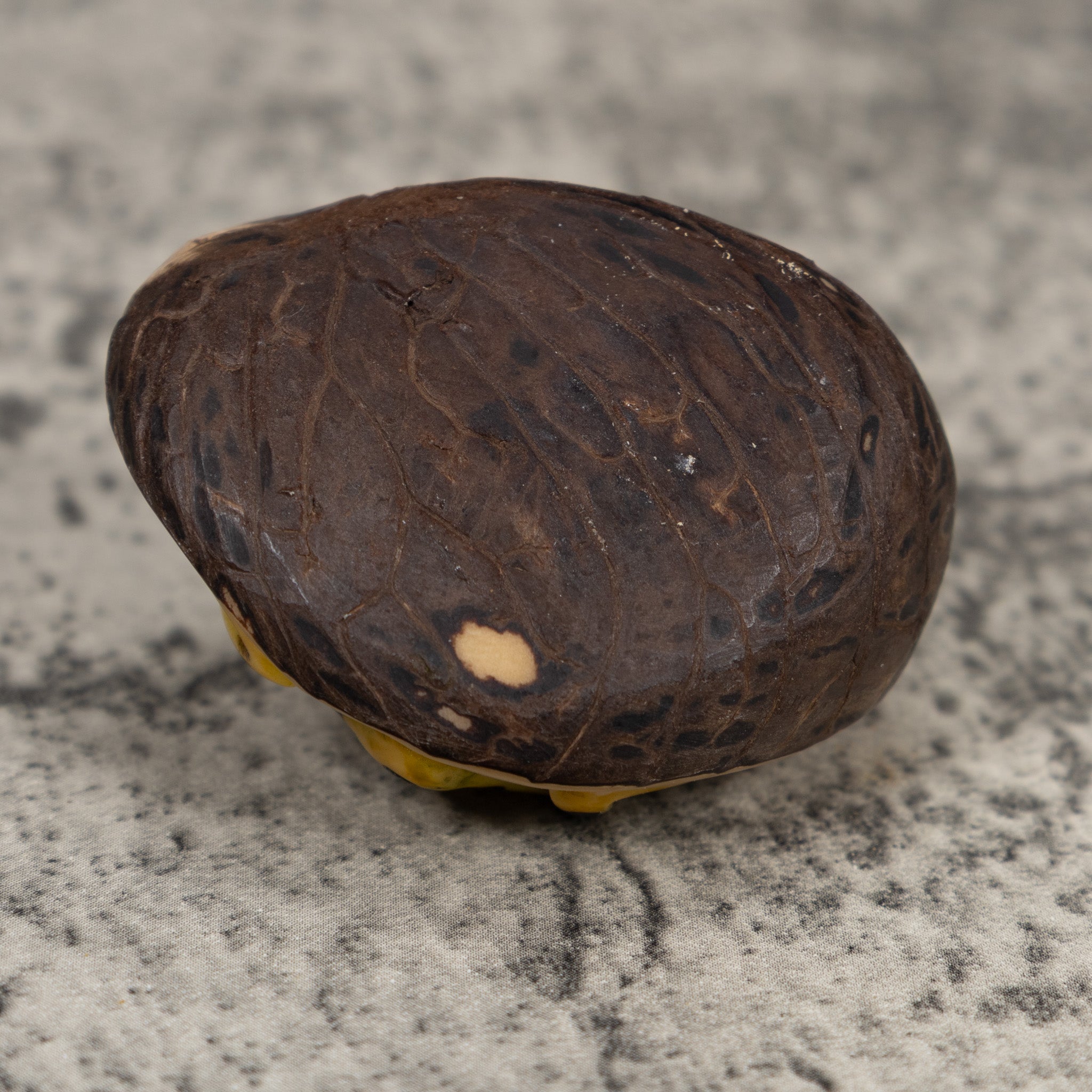 Golden Frog Tagua Carving