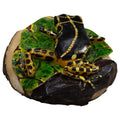 Black And Yellow Poison Dart Frog Tagua Carving