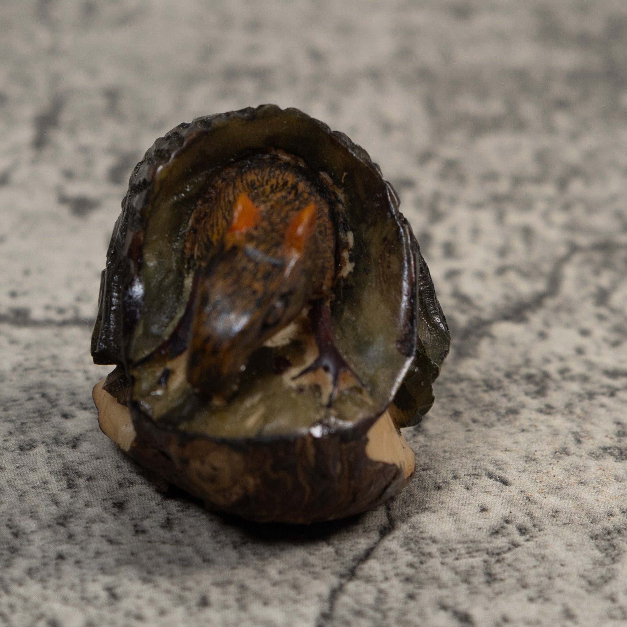 Neque Agouti In Log Tagua Carving