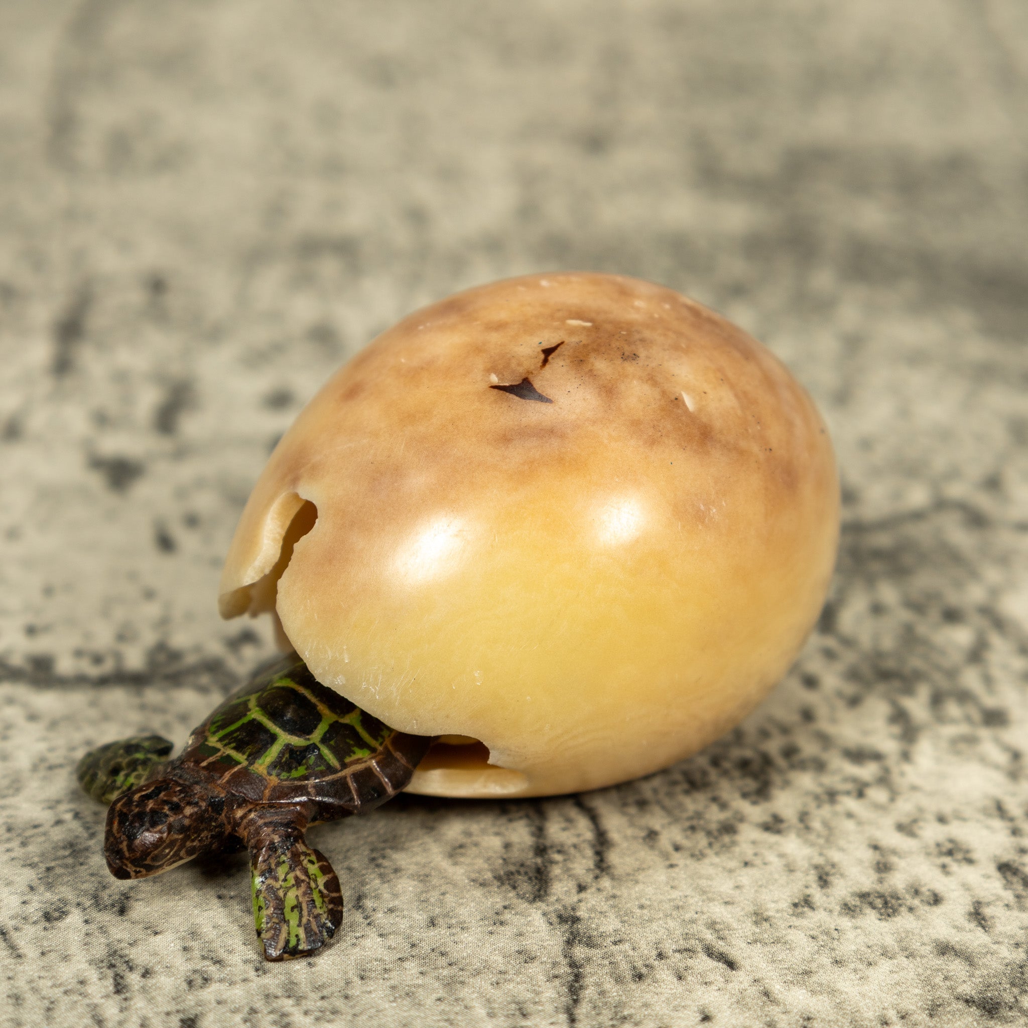 Sea Turtle Emerging From Egg Tagua Carving