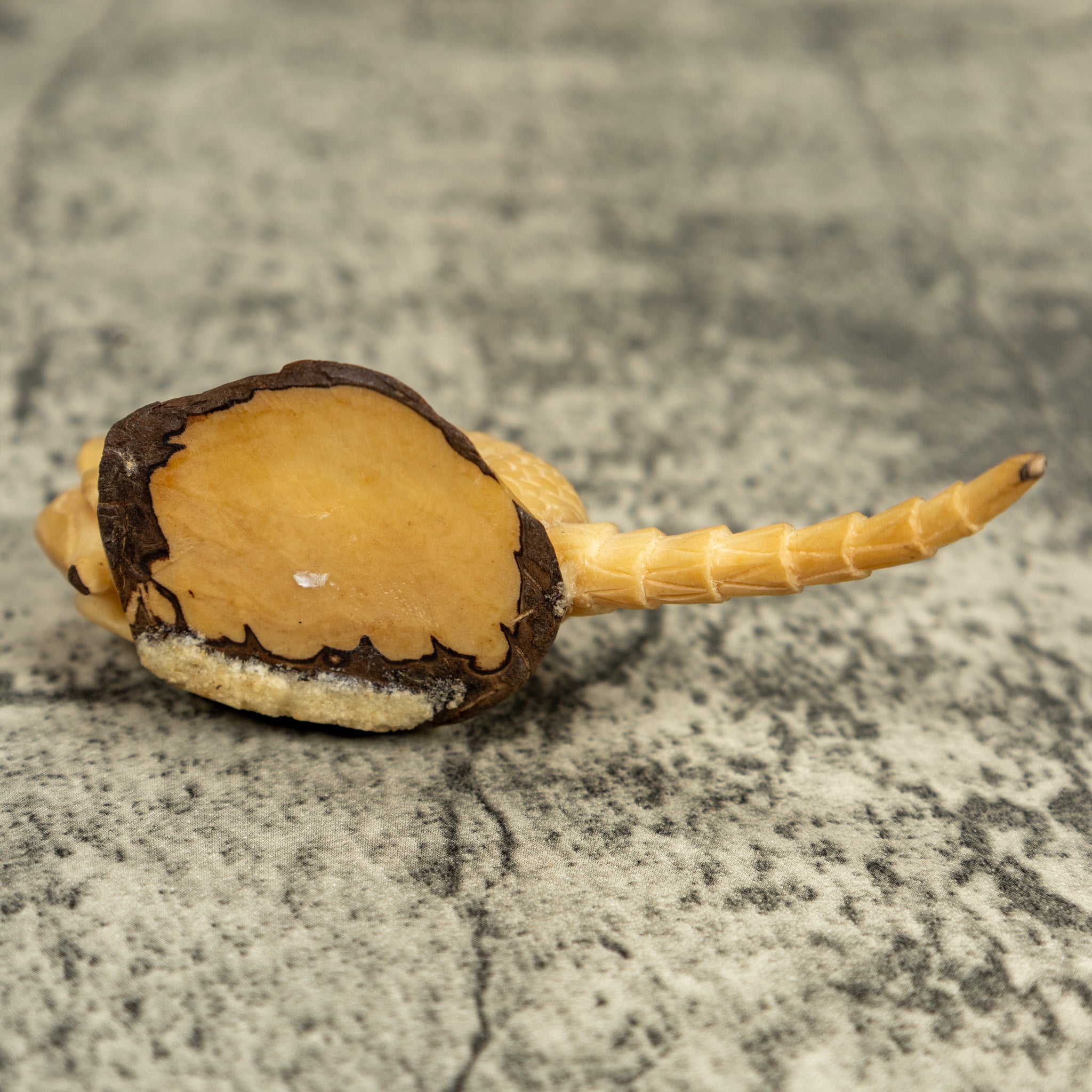 Natural White Armadillo Tagua Carving