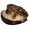 Brown And Black Alligator Crocodile Tagua Carving