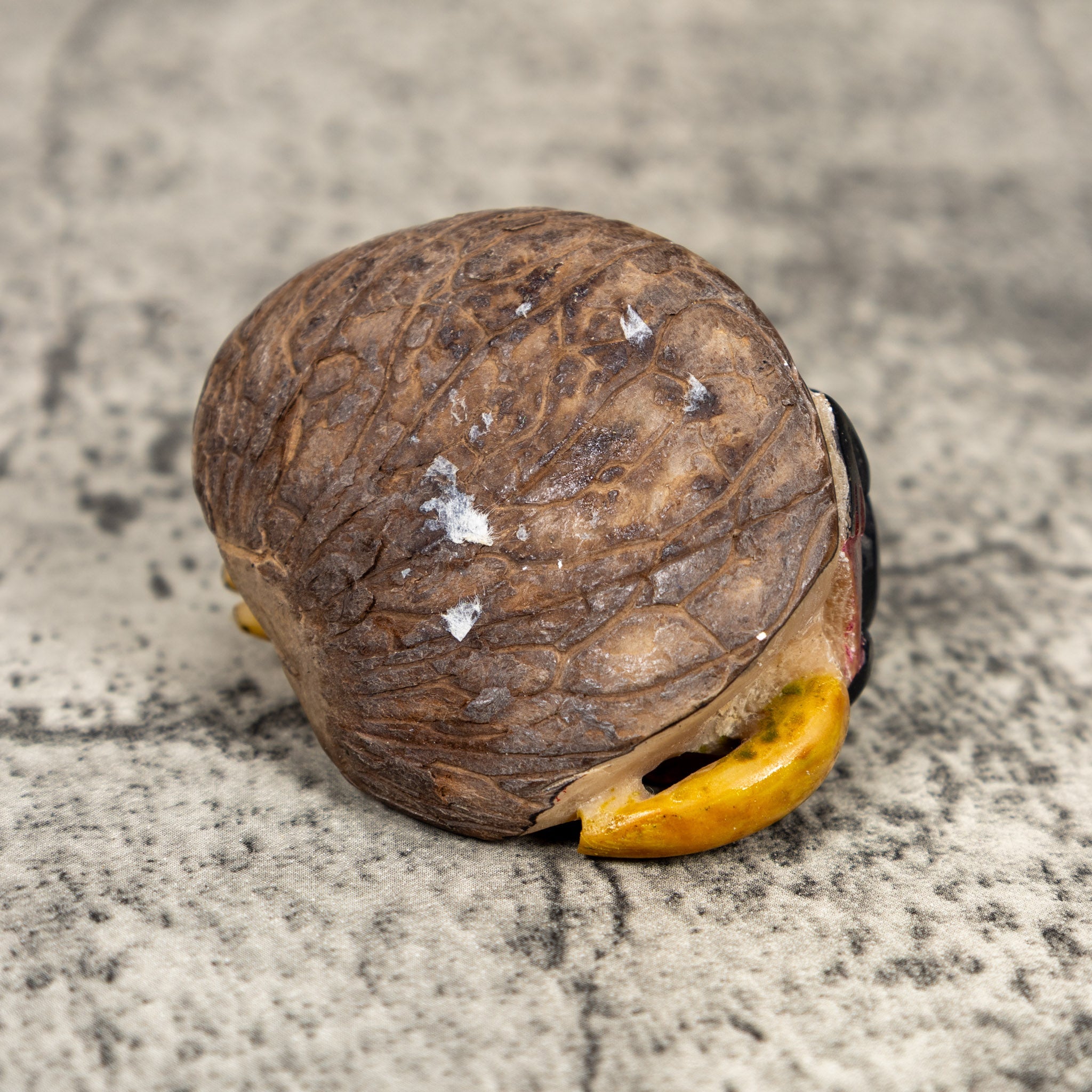 Rare Vintage Banana Stalk With Bug Tagua Carving