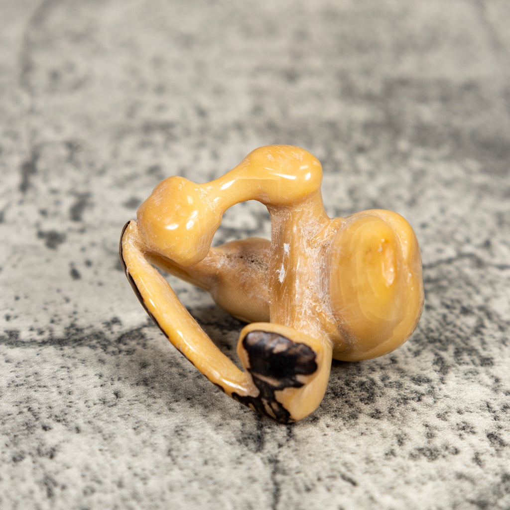 Vintage Toucan Parrot Bird Tagua Carving