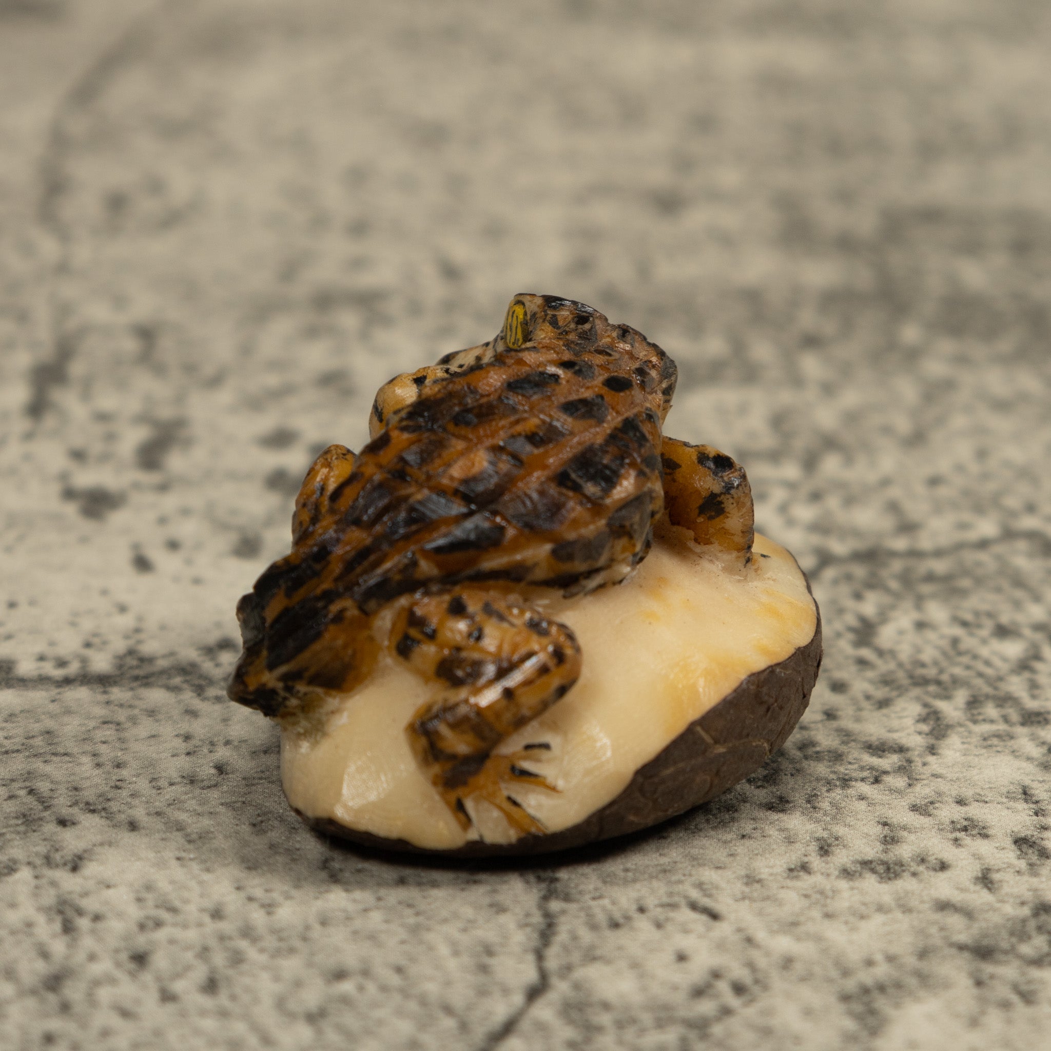 Crocodile Alligator Reptile Tagua Carving