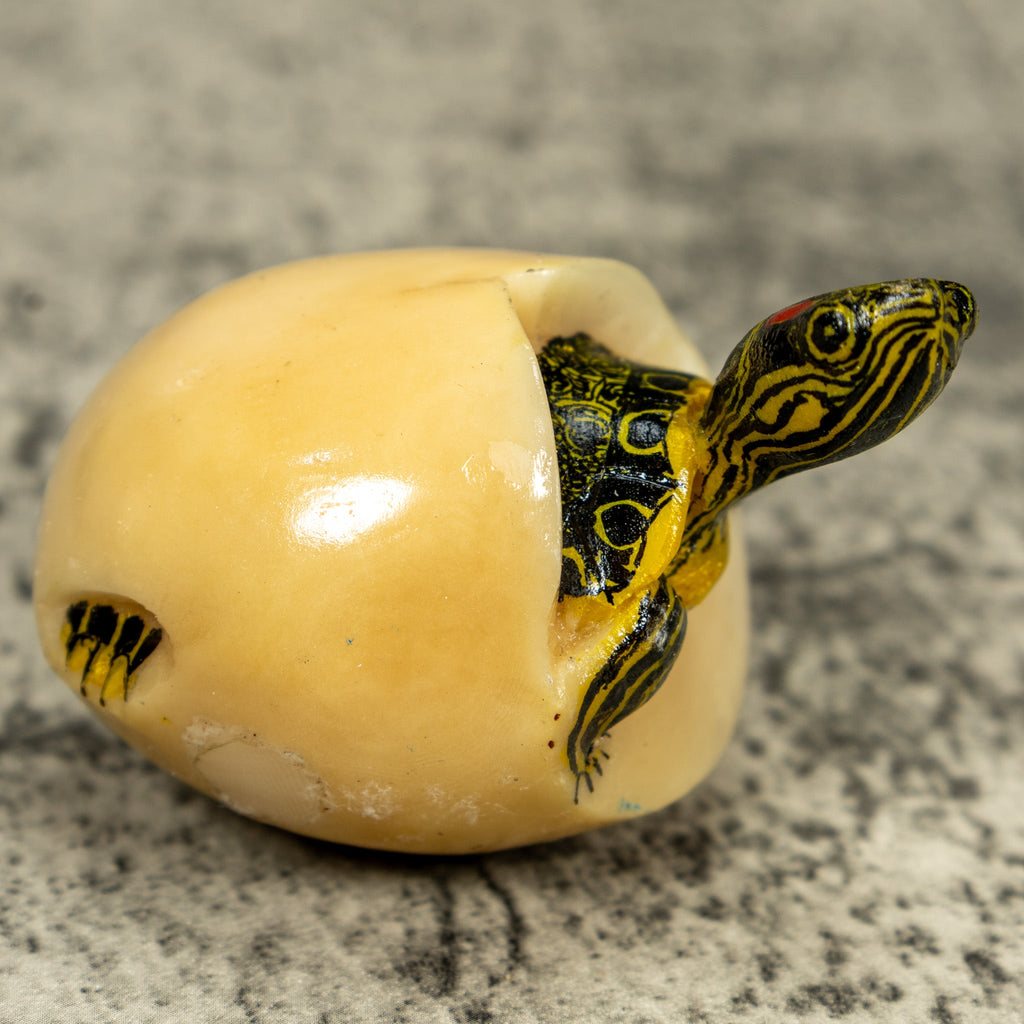 Tortoise Turtle Emerging From Egg Tagua Carving