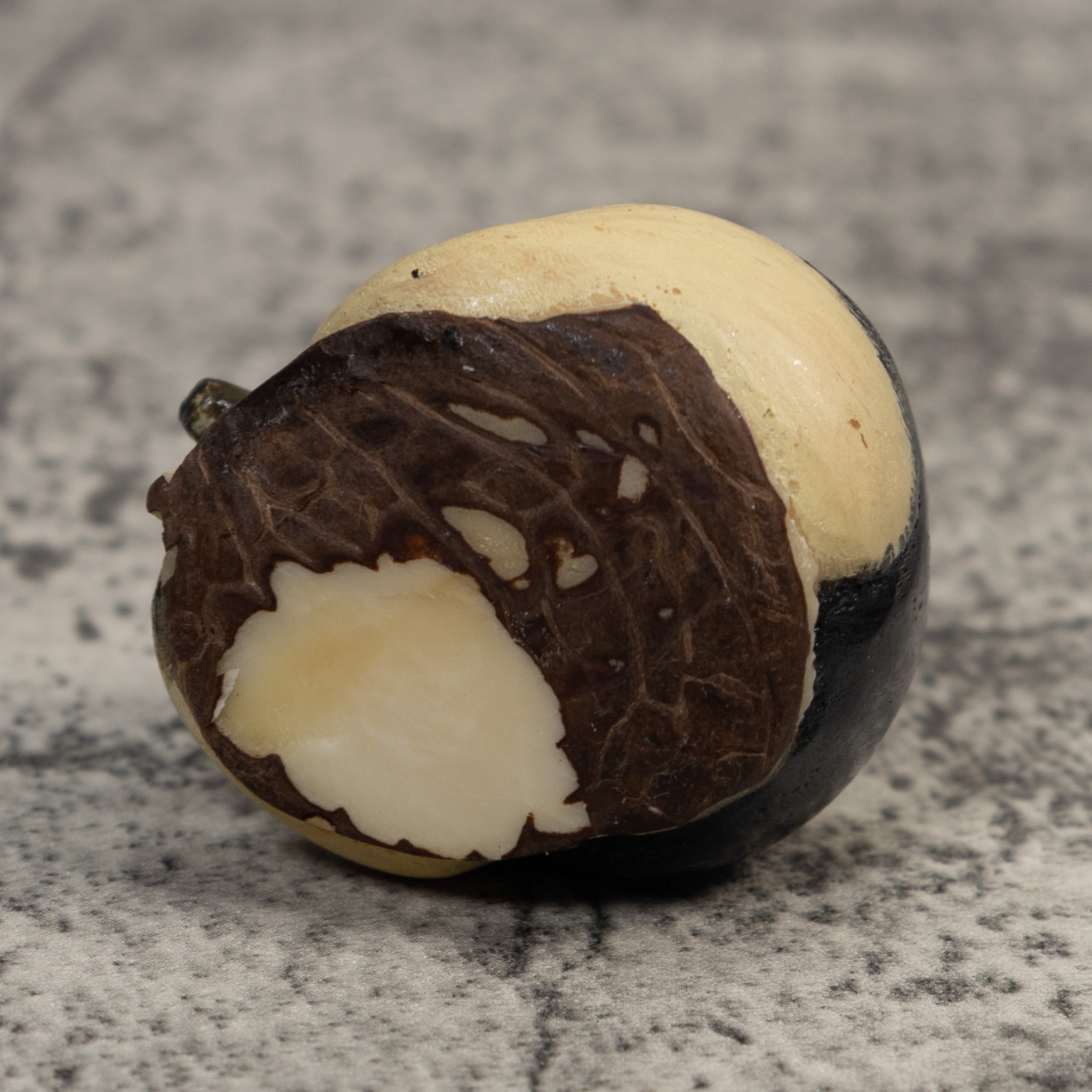 Black And Beige Anteater Tagua Carving