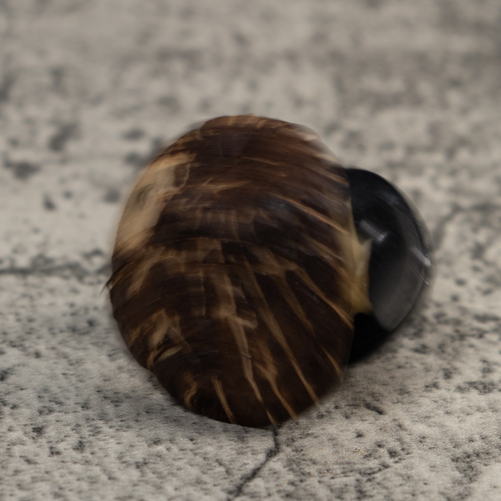 Vintage Black And White Rainforest Bird Tagua Carving
