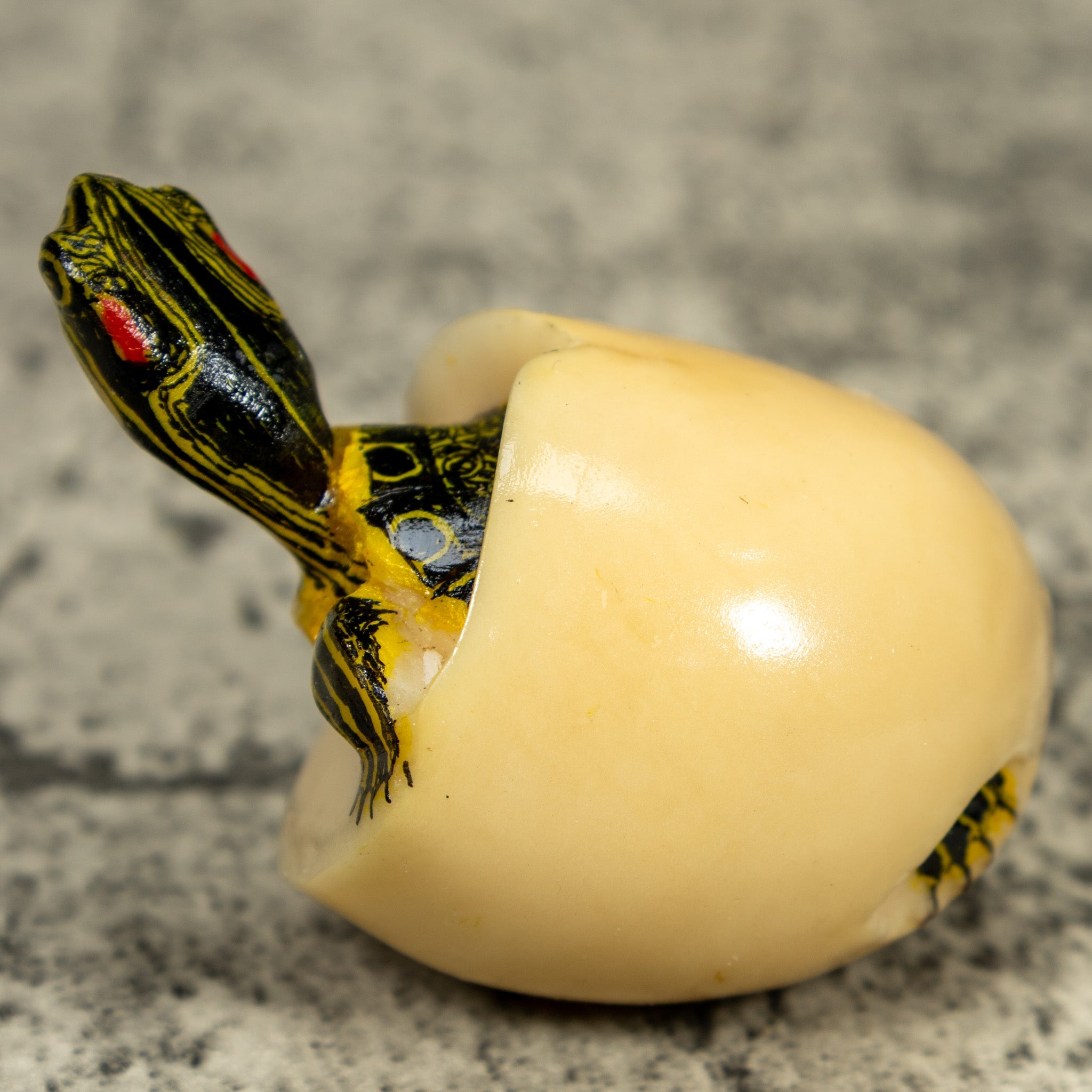 Tortoise Turtle Emerging From Egg Tagua Carving