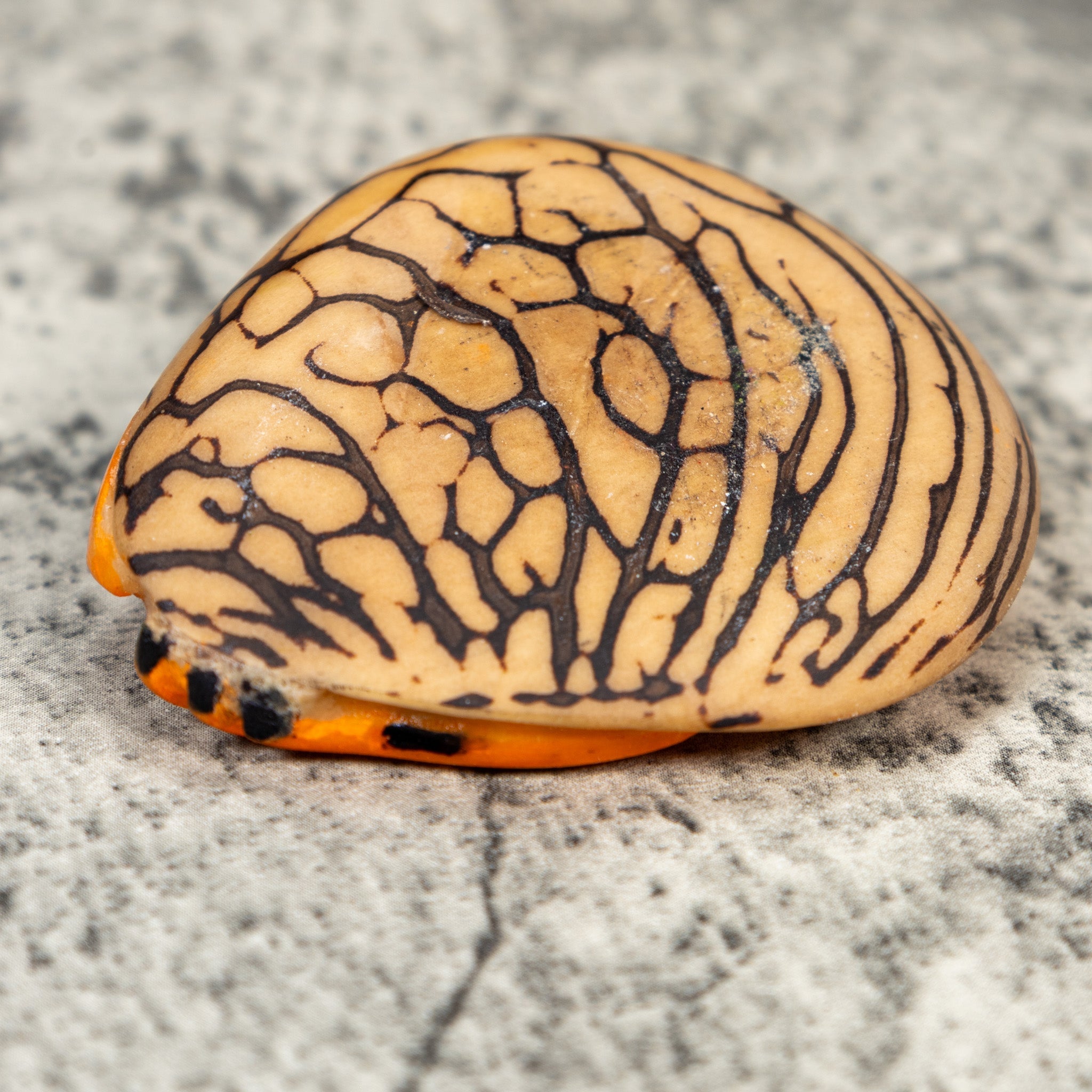 Golden Frog Tagua Carving