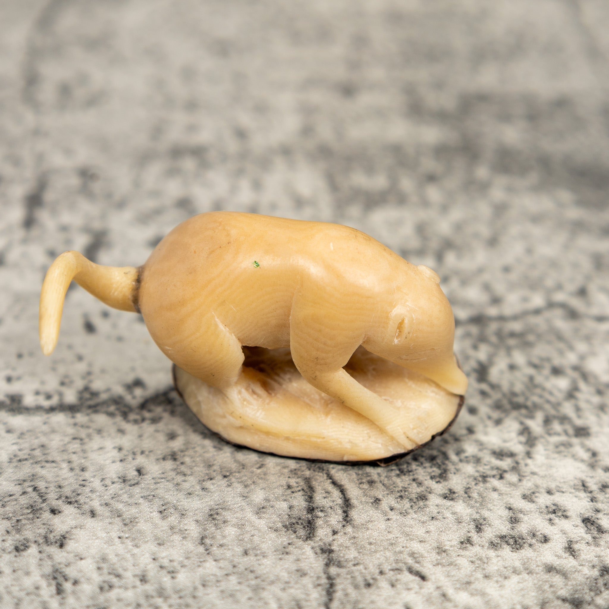 Natural White Coatimundi Tagua Carving