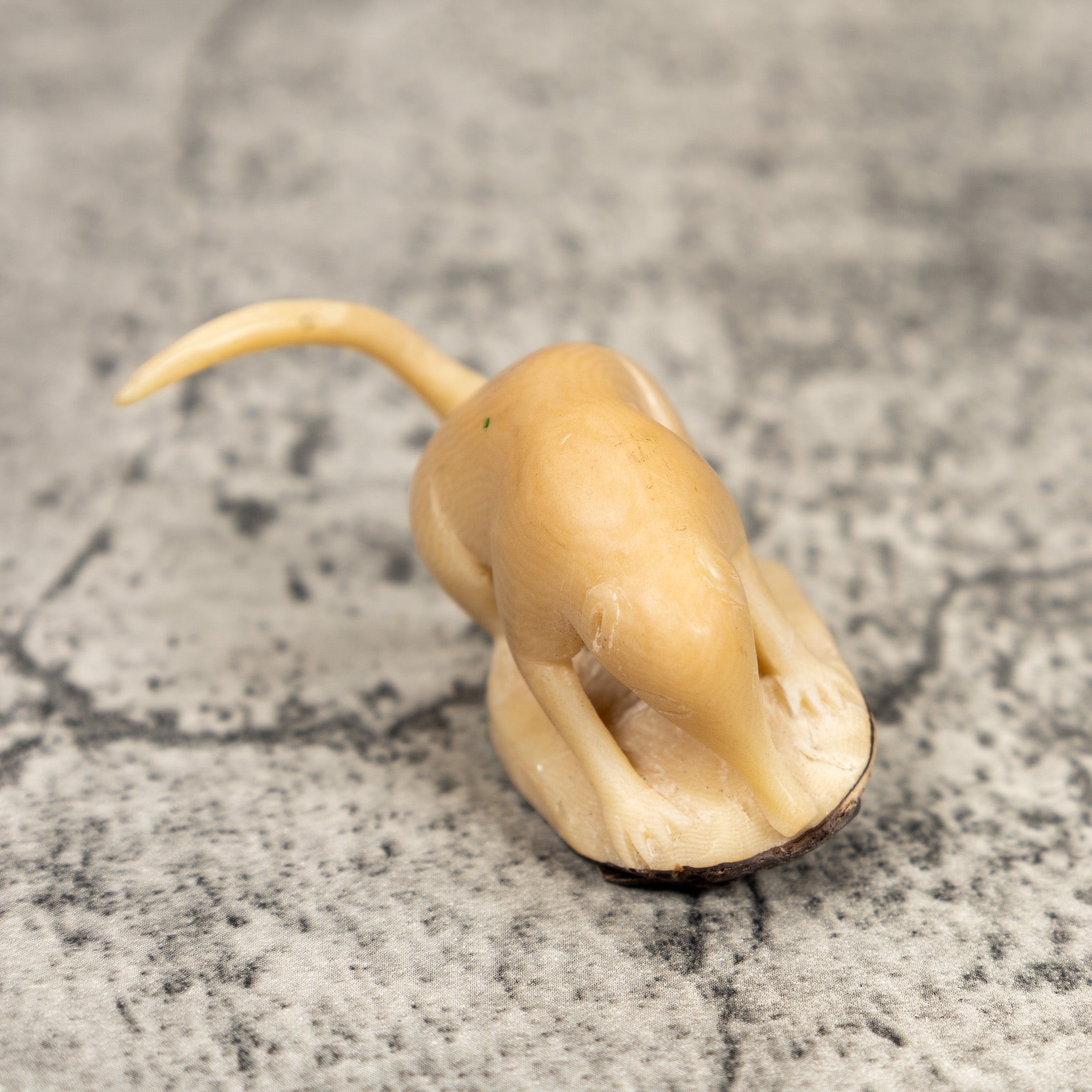 Natural White Coatimundi Tagua Carving