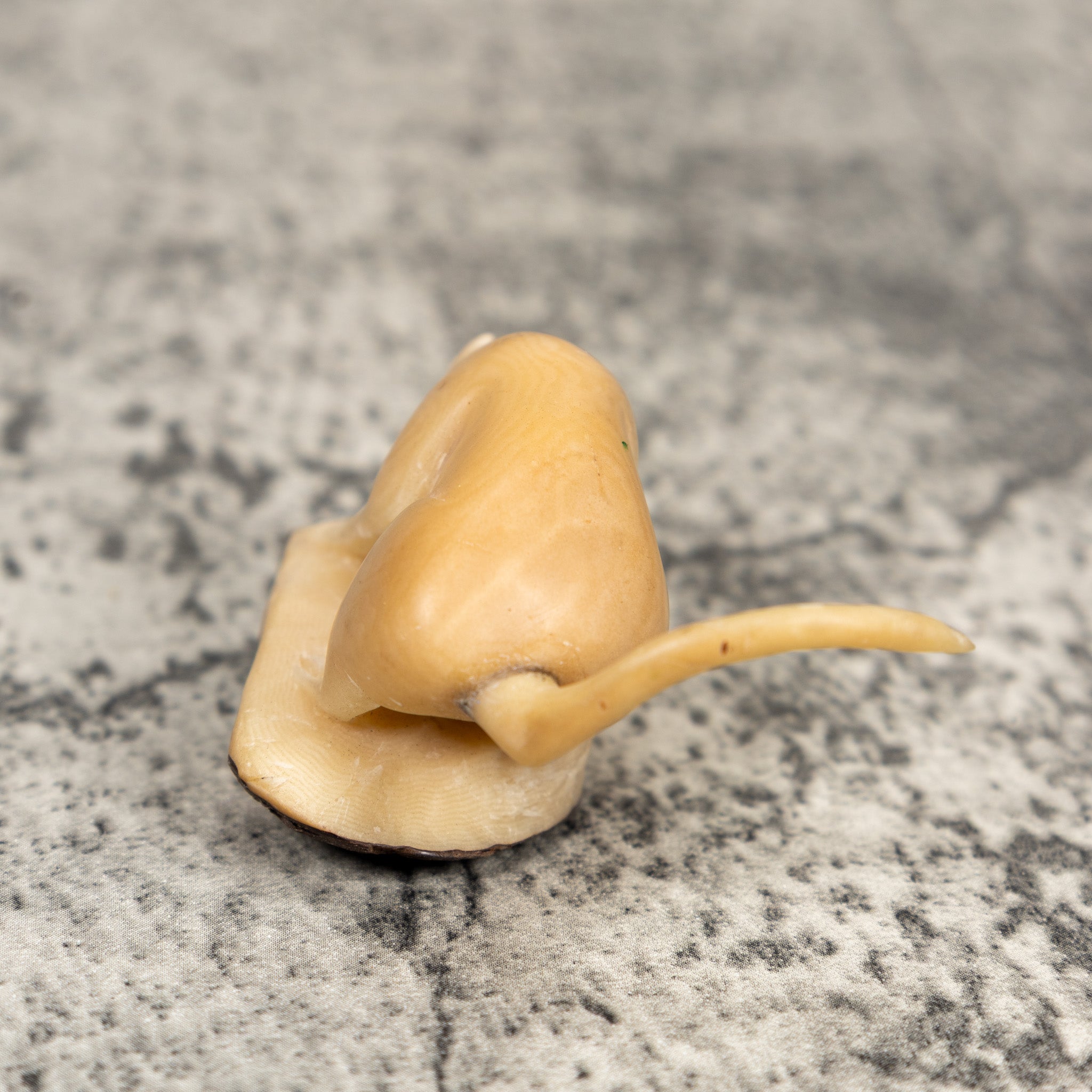 Natural White Coatimundi Tagua Carving