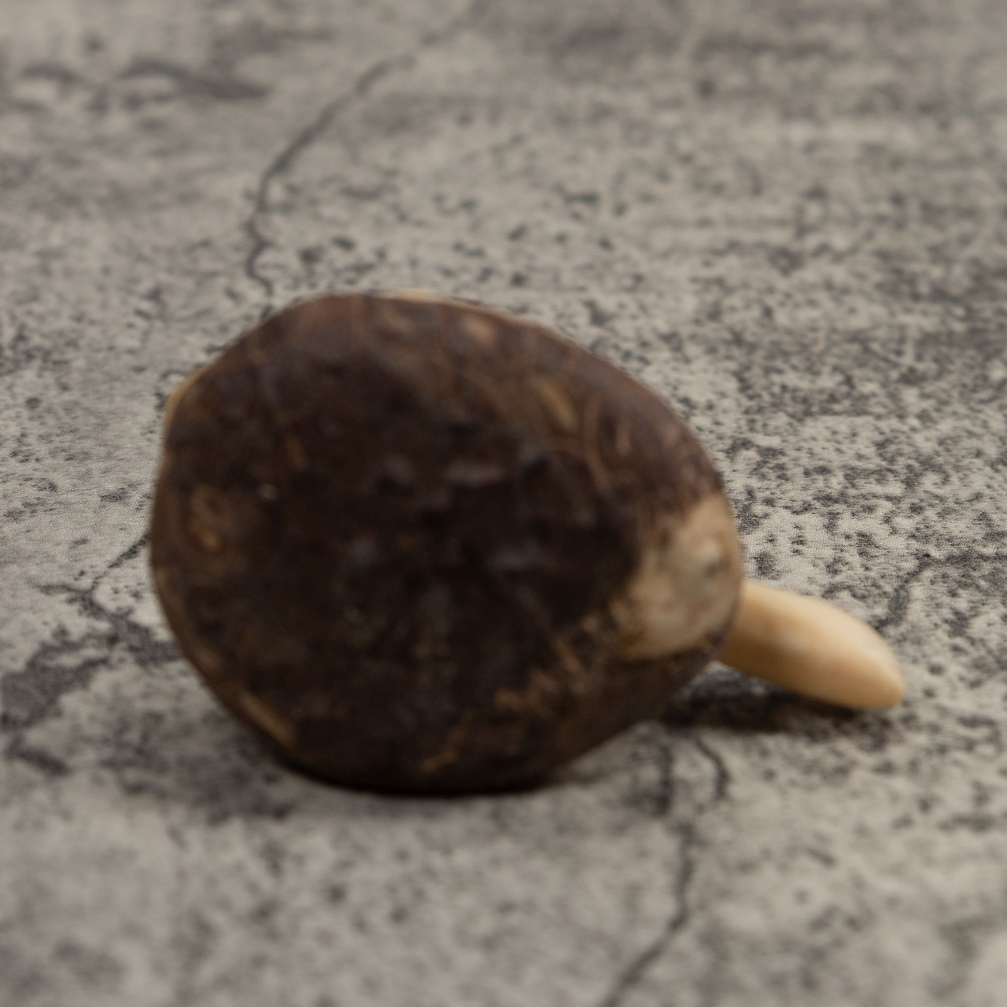 Vintage White Tortise Turtle Tagua Carving