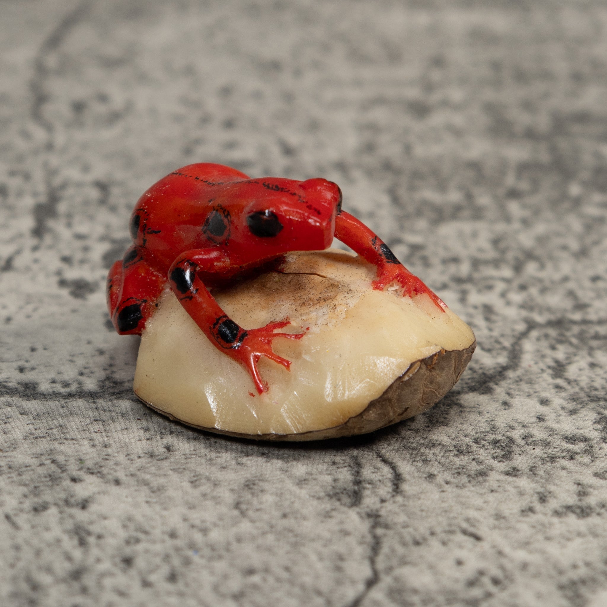 Black And Red Poison Dart Frog Tagua Carving
