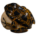 Brown And Black Poison Dart Frog Tagua Carving