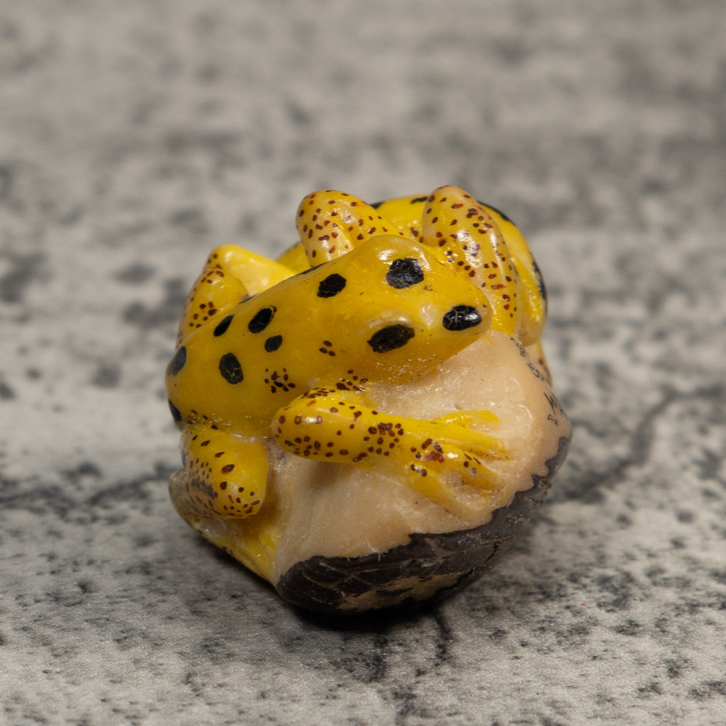 Double Vintage Gold And Black Frog Tagua Carving