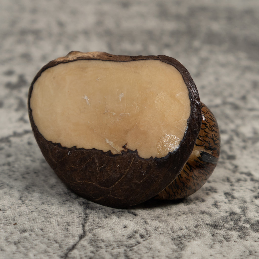 Neque Agouti Tagua Carving
