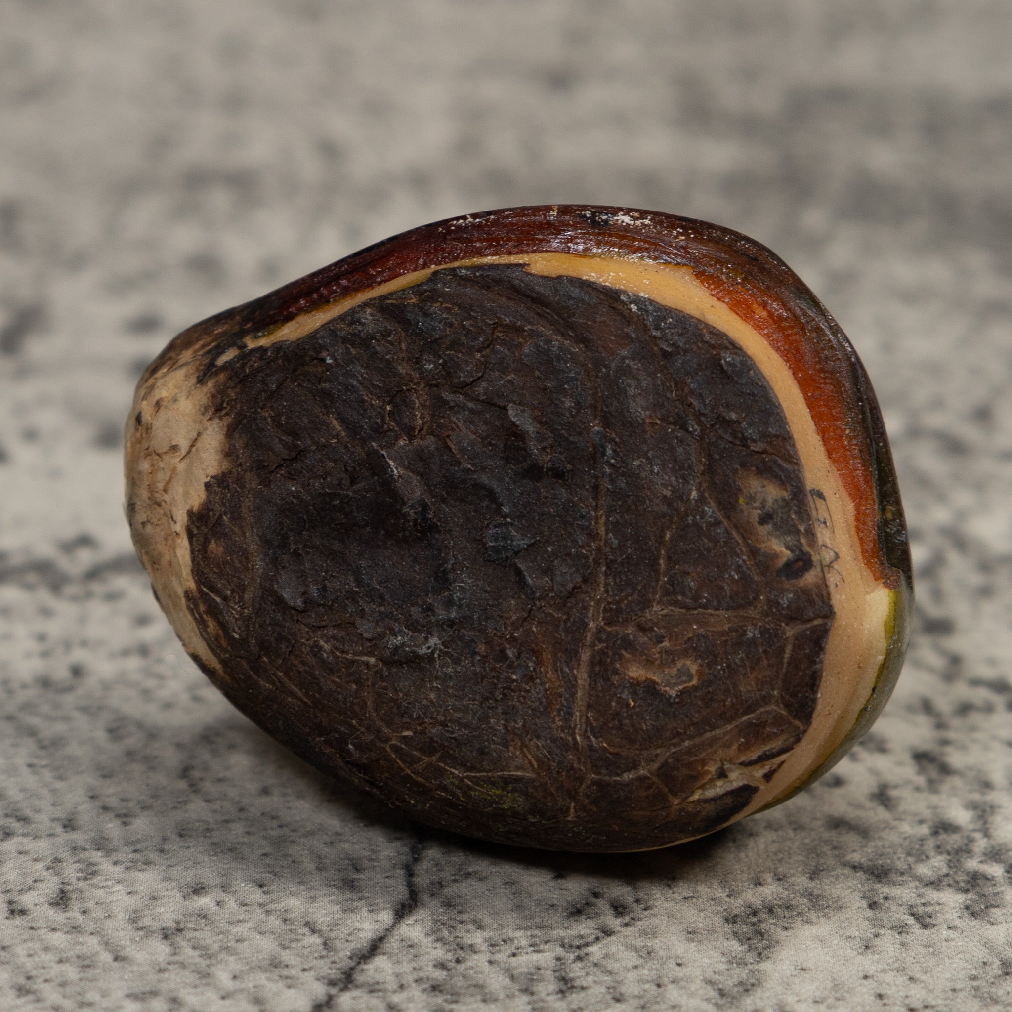 Rainforest Coatimundi Tagua Carving