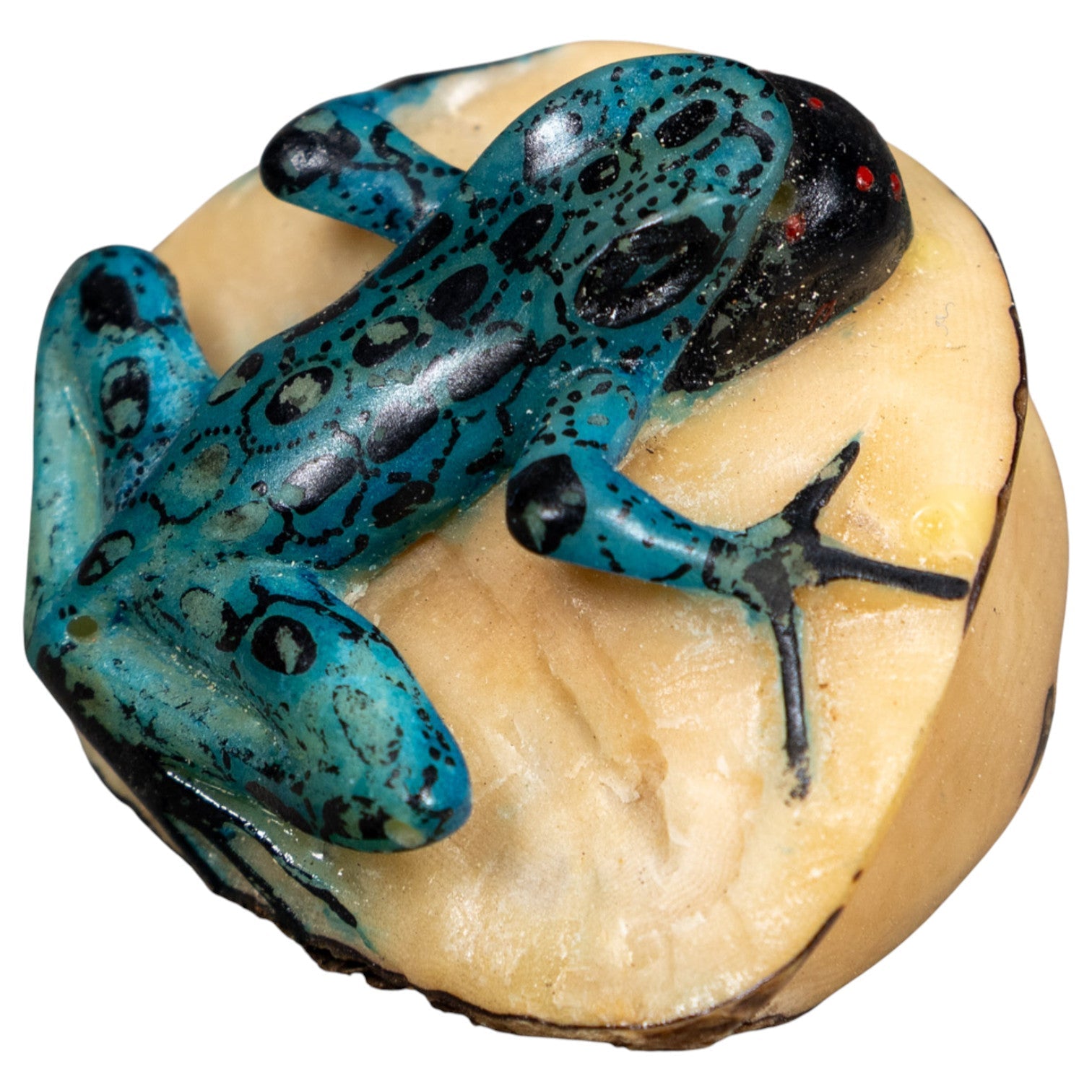 Black And Blue Blow Throat Poison Dart Frog Tagua Carving