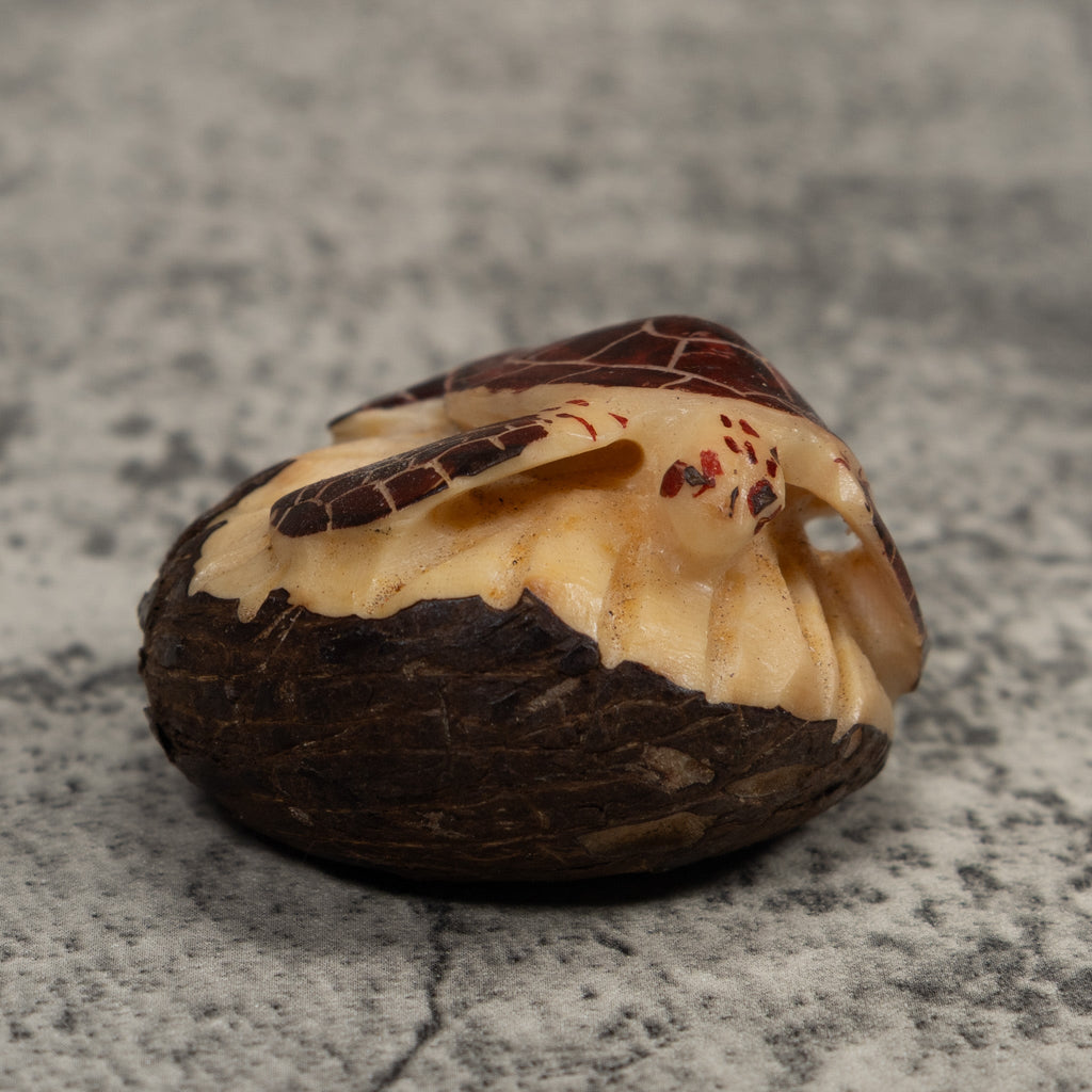Sea Turtle Tagua Carving