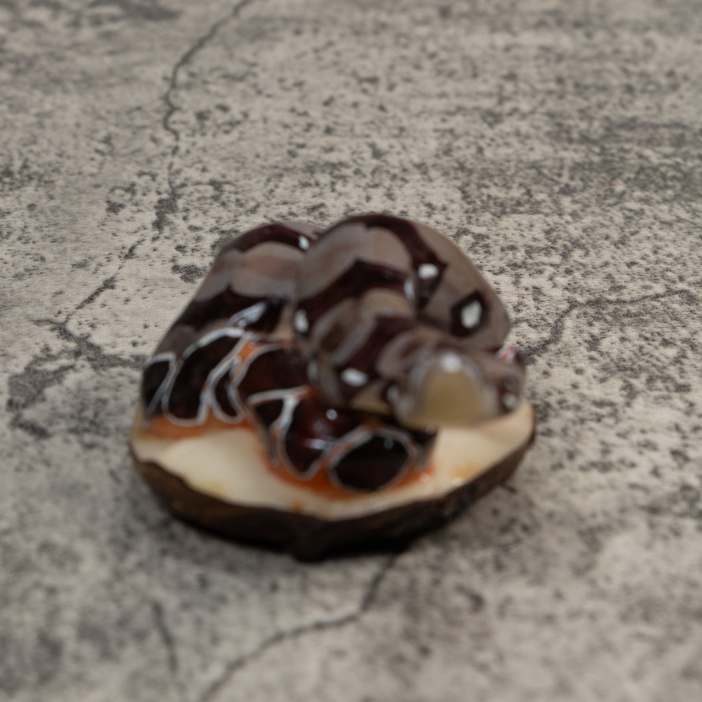 Boa Constictor Snake Tagua Carving