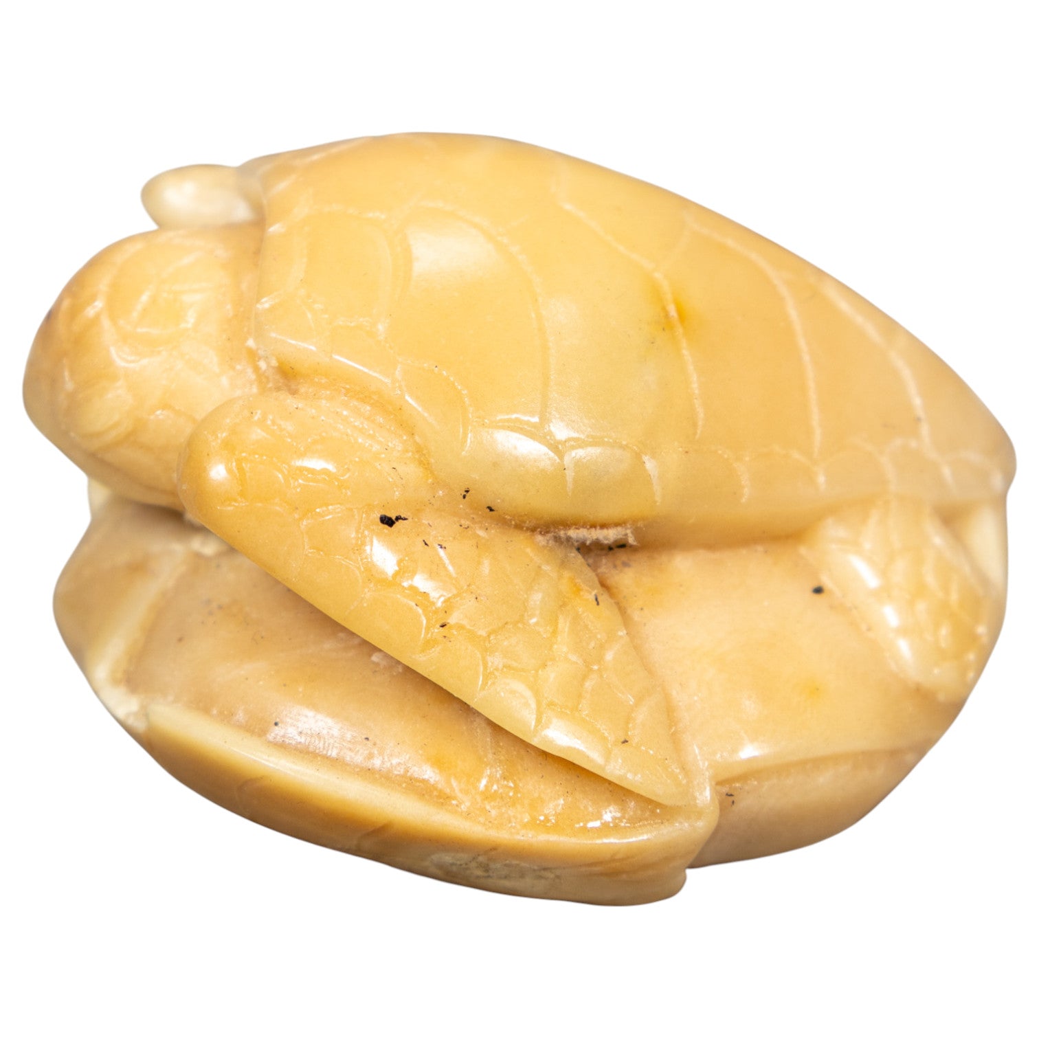 Natural White Sea Turtle Tagua Carving