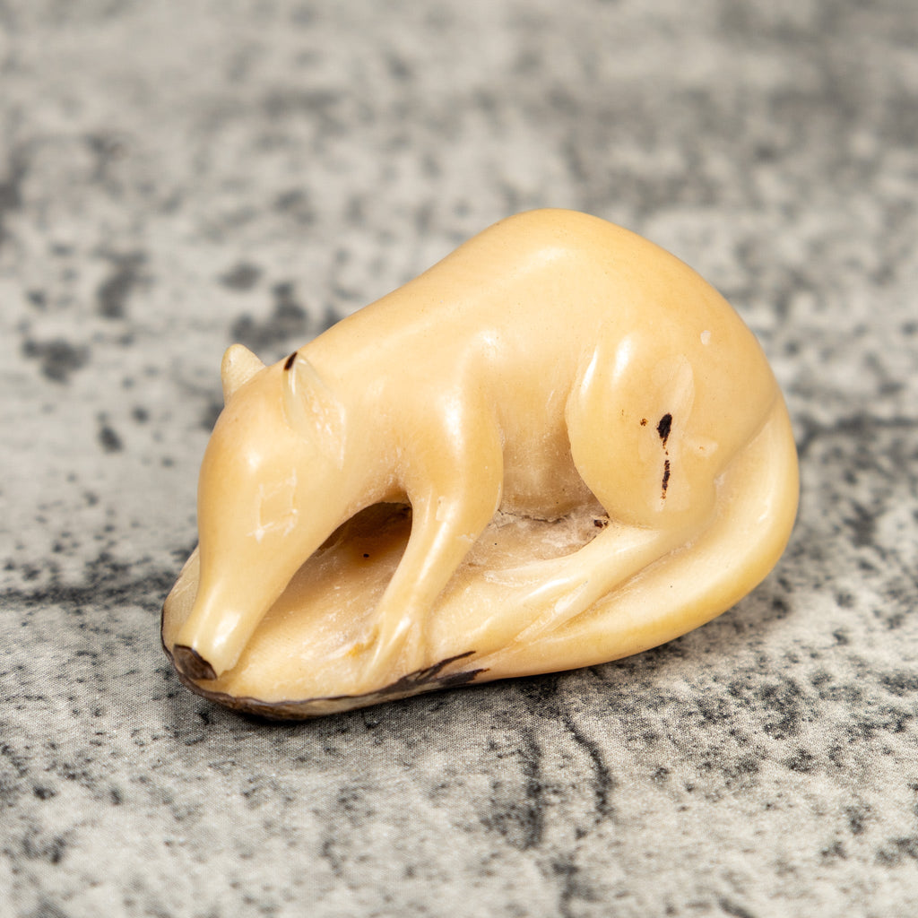 Natural White Coatimundi Tagua Carving