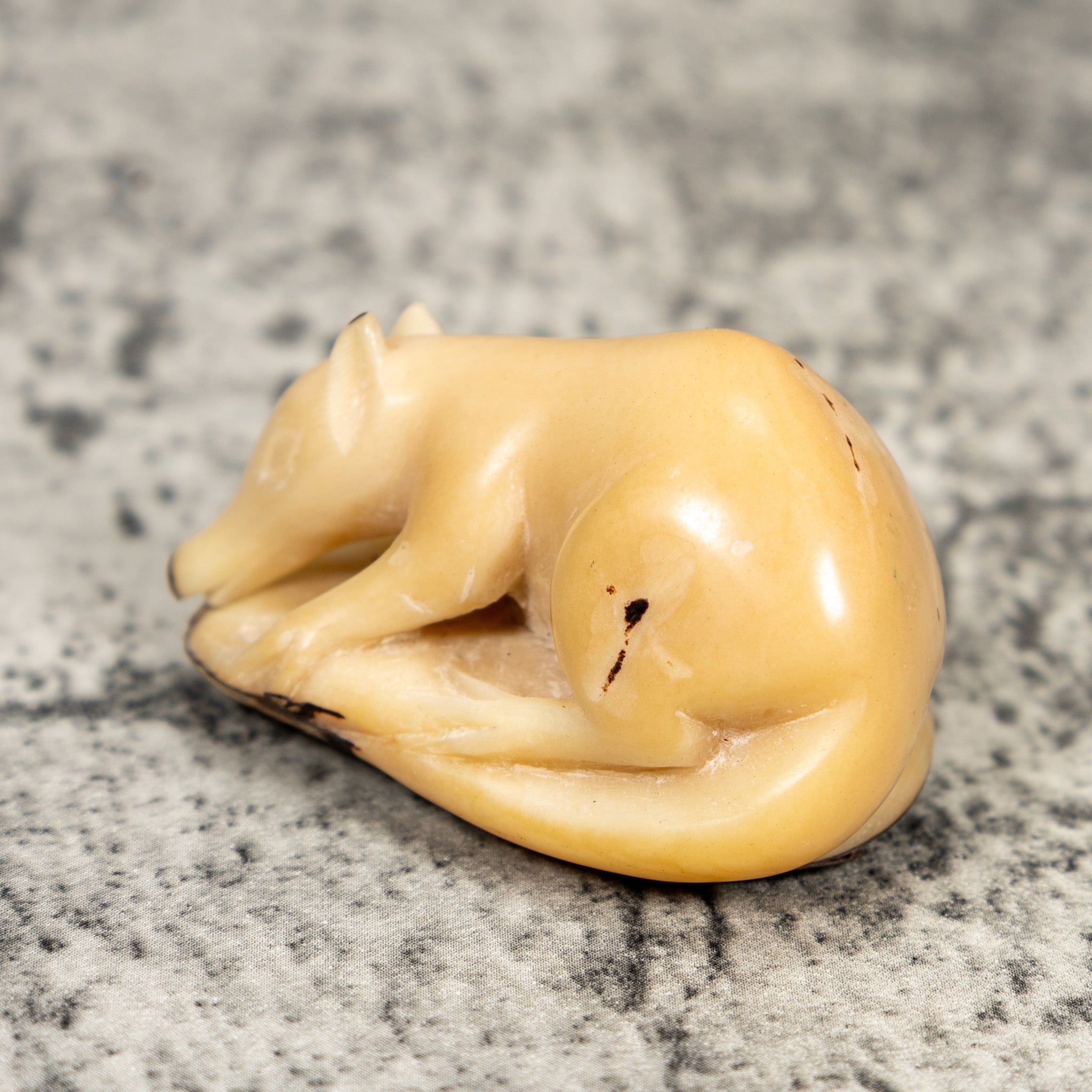 Natural White Coatimundi Tagua Carving