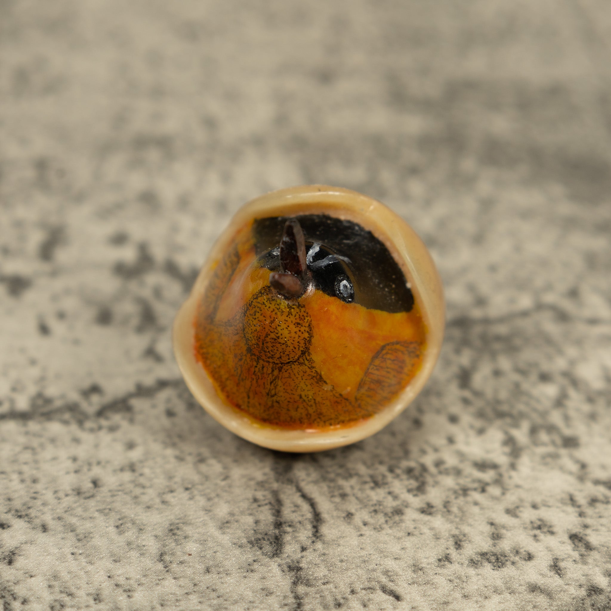 Orange Seed Eater Bird Emerging From Egg Tagua Carving