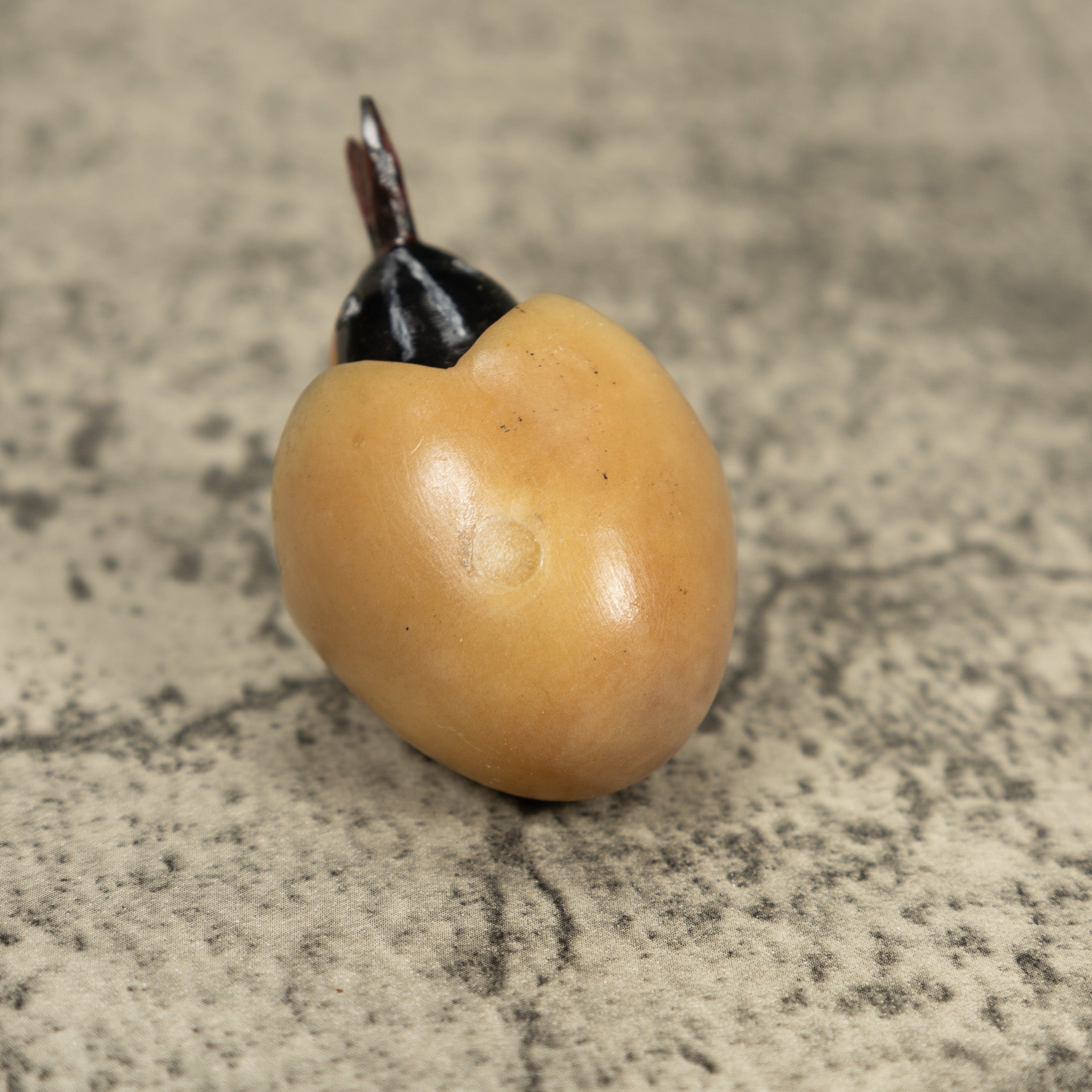 Orange Seed Eater Bird Emerging From Egg Tagua Carving