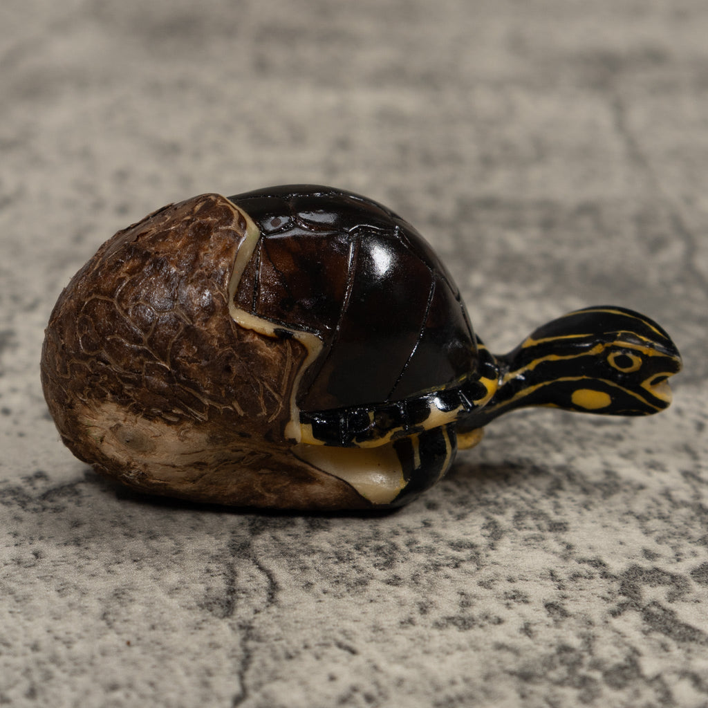 Tortise and Egg Tagua Carving