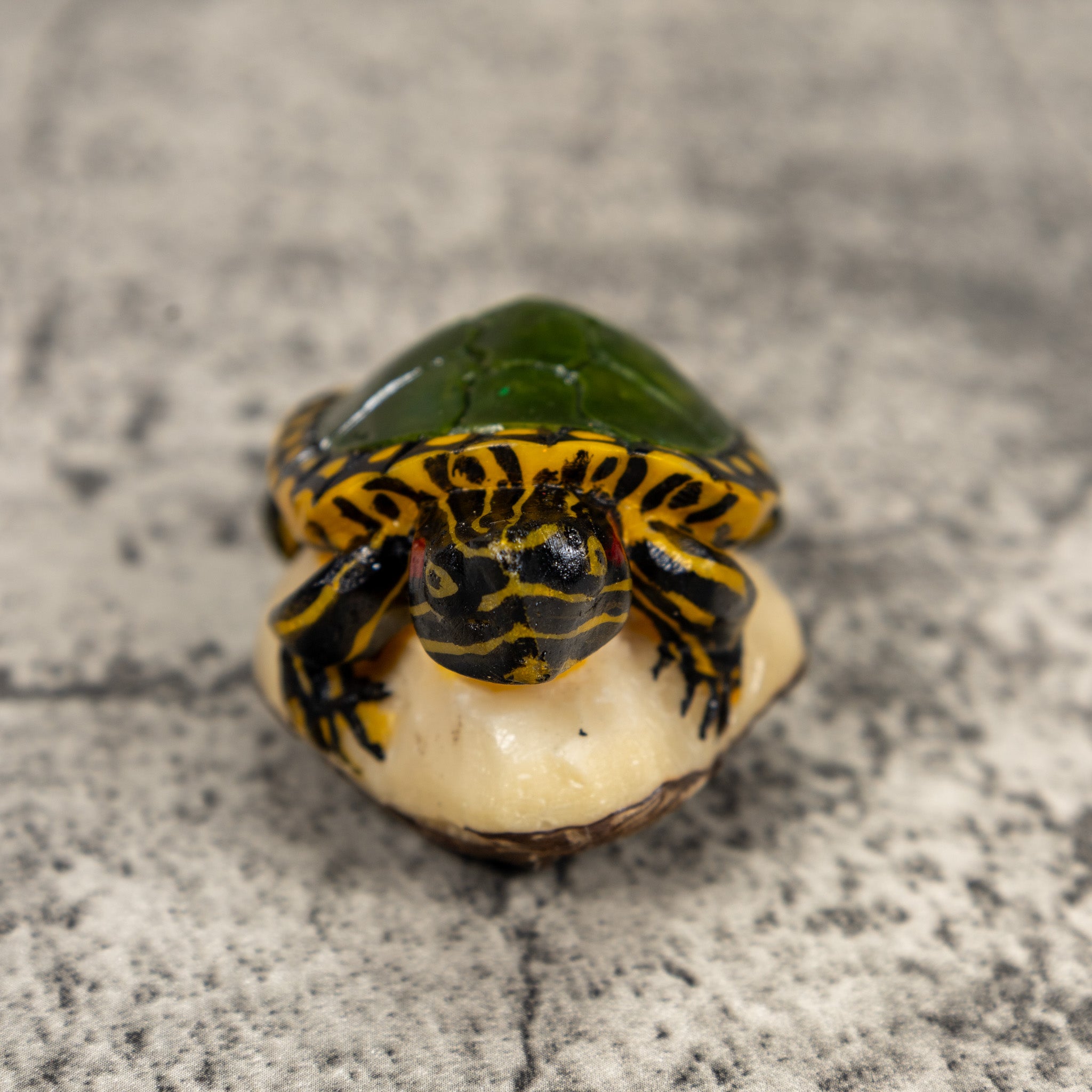 Green Yellow Tortoise Turtle Tagua Carving
