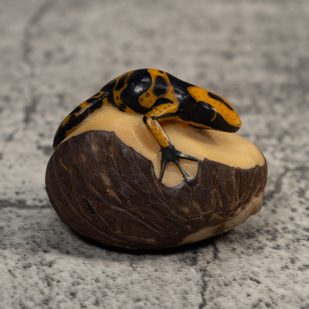 Gold And Black Poison Dart Frog Tagua Carving