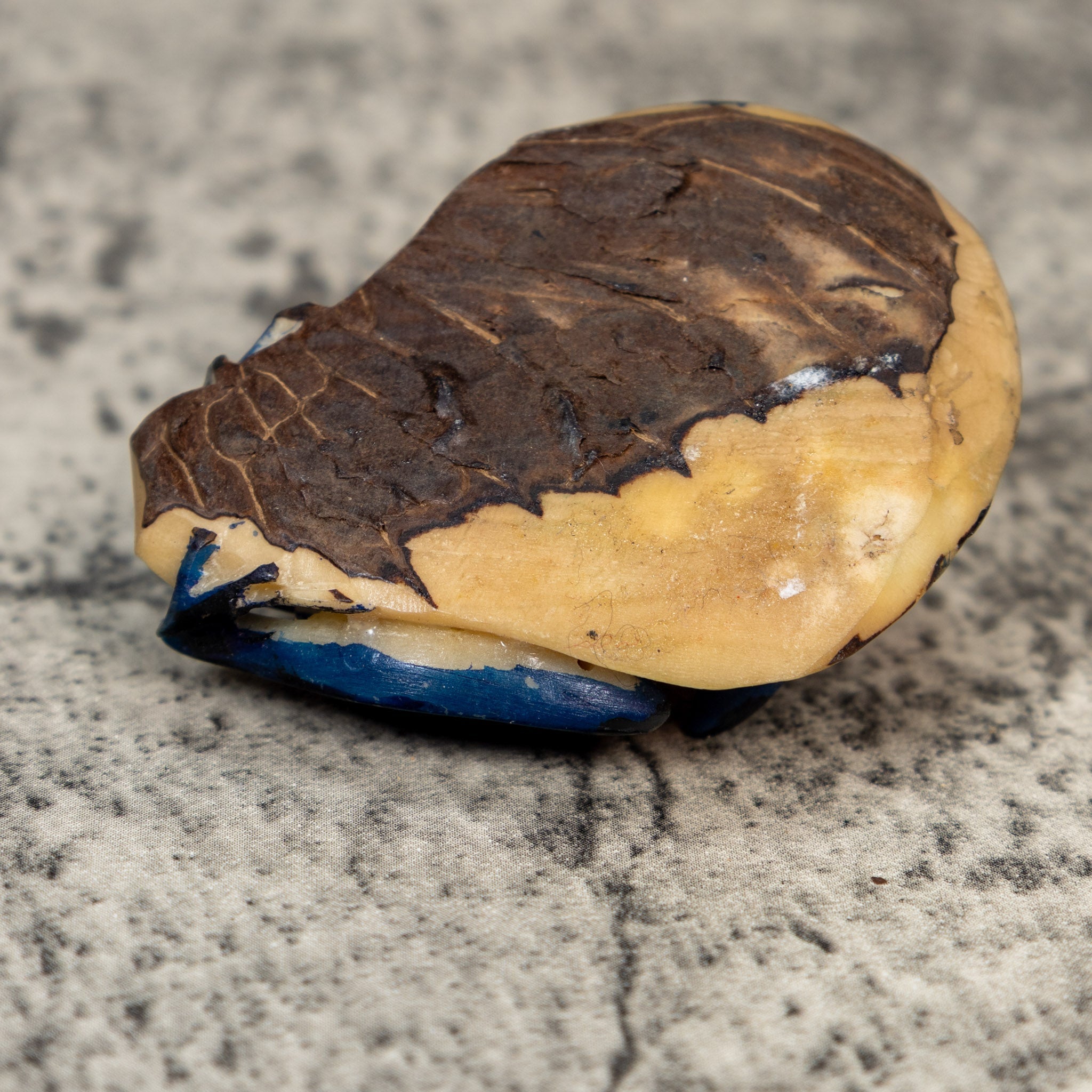 Red Blue And Black Frog Tagua Carving