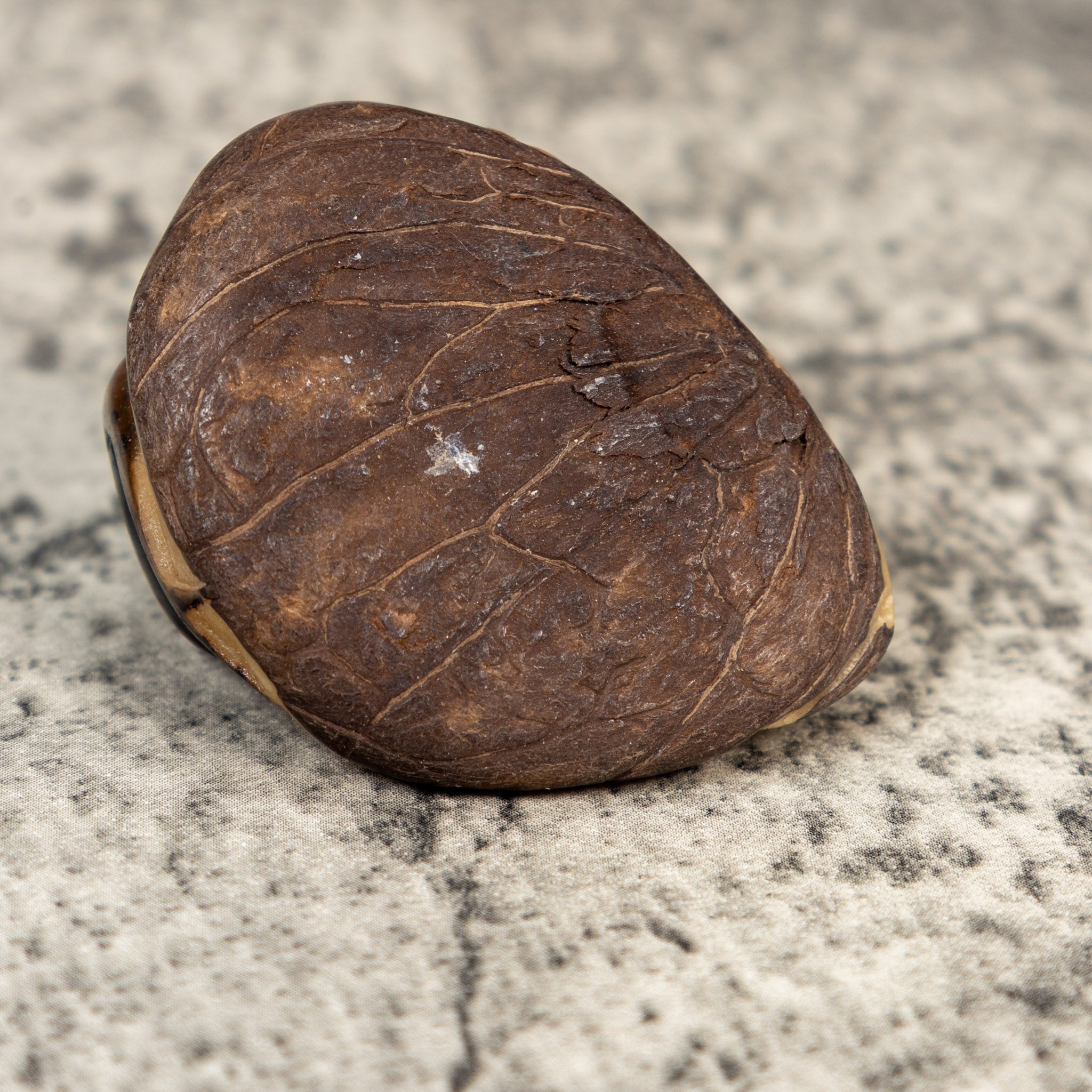 Vintage Brown Gecko Lizard Tagua Carving