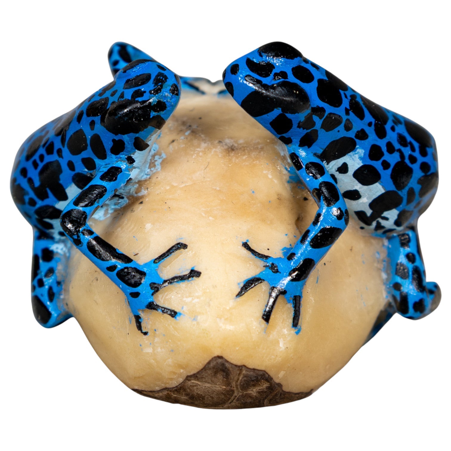 Blue And Black Double Frog Tagua Carving