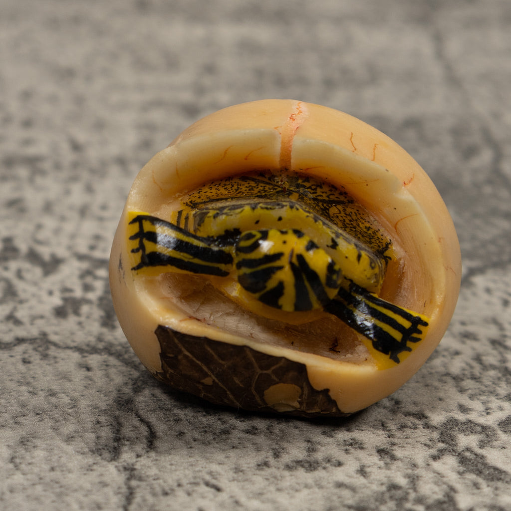 Tortise And Egg Tagua Carving