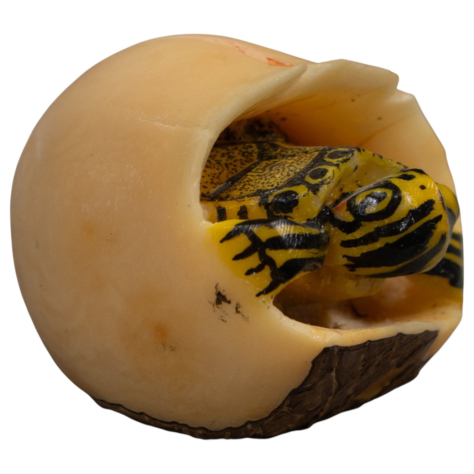 Tortise And Egg Tagua Carving